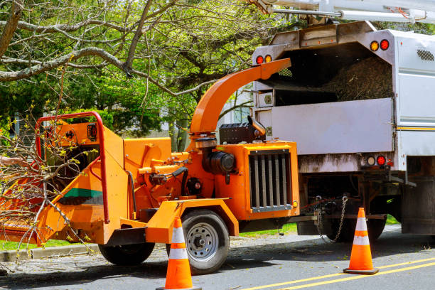 Best Tree Care Services  in Maud, TX